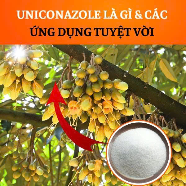 Hóa Chất uniconazole